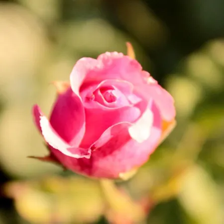 Lilli 3 Апартаменты Феррара