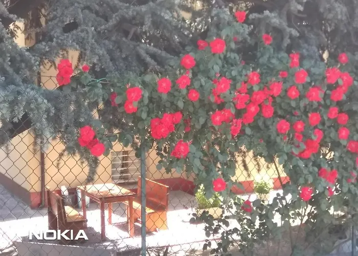 Lilli 3 * Φεράρα