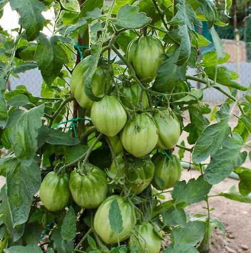 Lägenhet Lilli 3 Ferrara